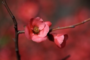 Flowering Quince